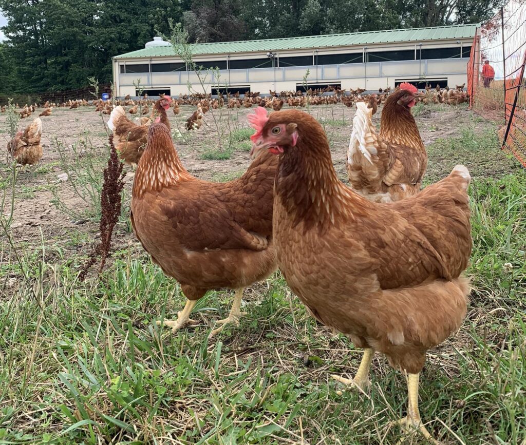 poules bio