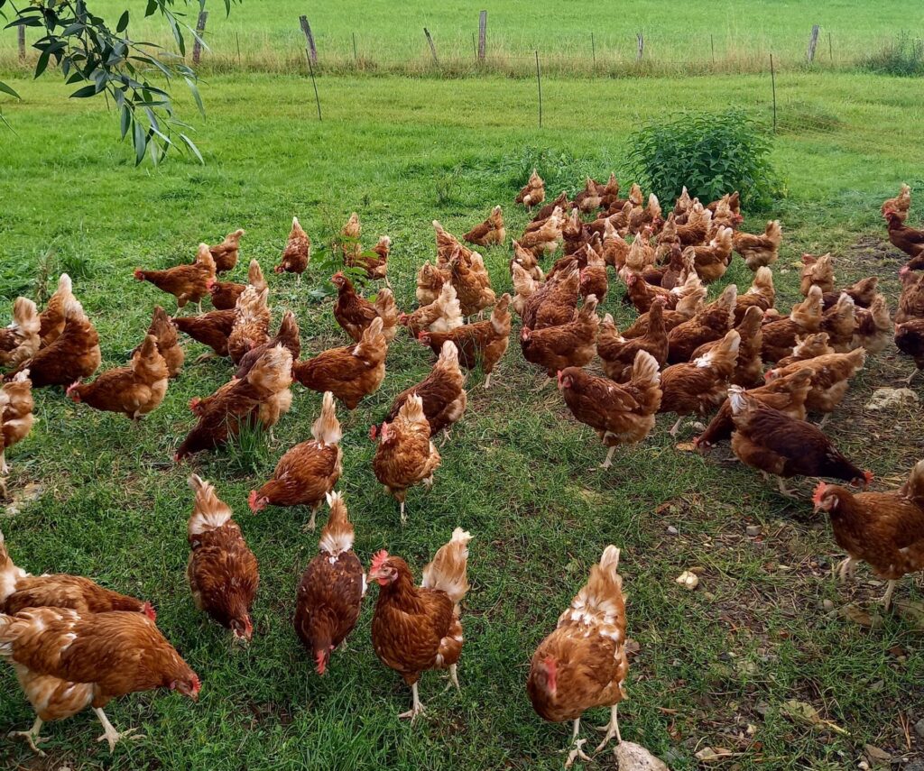 poules juillet 2021